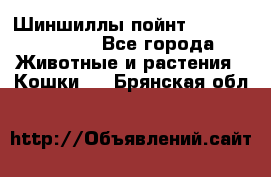 Шиншиллы пойнт ns1133,ny1133. - Все города Животные и растения » Кошки   . Брянская обл.